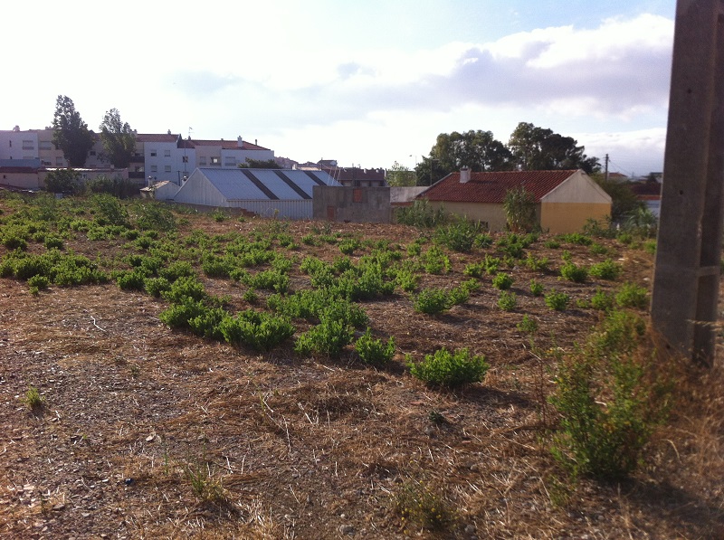 Terreno para construção com 8000 m², São Domingos de Rana
